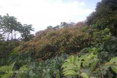 Syzygium densiflorum